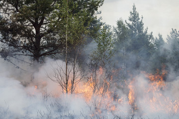 Obraz na płótnie Canvas Forest fire