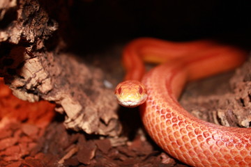 Albino Snake - Grass Snake - Ringelnatter