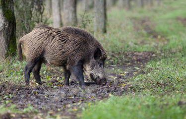 Wild boar