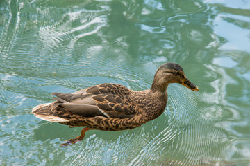 Fototapeta premium mallard