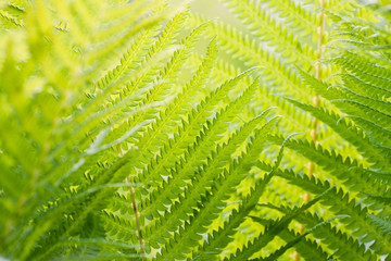 Fern branch background