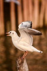 Seagull