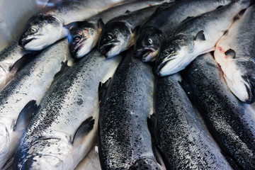 Fresh fishes in a market. seafood in market closeup background
