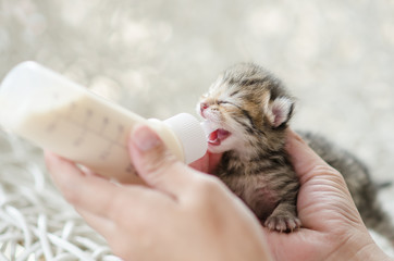 Feeding little cat with milk replacer
