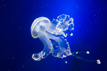 Underwater paradise.  Swimming Jellyfish On Blue Background