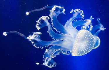 Naklejka na ściany i meble Underwater paradise. Swimming Jellyfish On Blue Background
