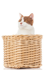 Fototapeta na wymiar British kitten in box. cute kitten on white background