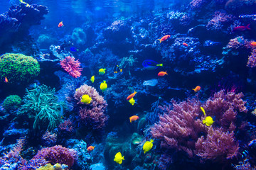 Fototapeta na wymiar tropical fishes meet in blue coral reef sea water aquarium . Und