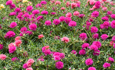 Fototapeta premium Portulaca flower and bee