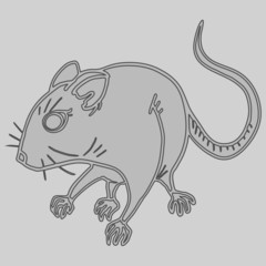 Grey mouse