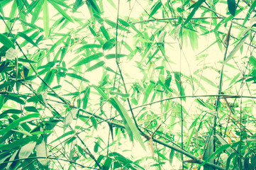 Asian Bamboo forest with morning sunlight background