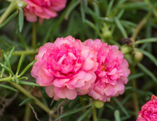 Portulaca flower and bee