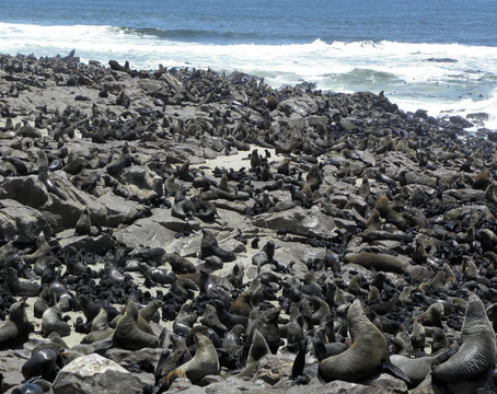 Fur Seal Colony