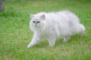 Naklejka na ściany i meble White persian cat walking