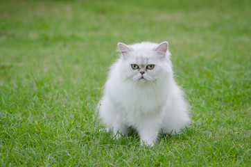 Naklejka na ściany i meble White persian cat sitting