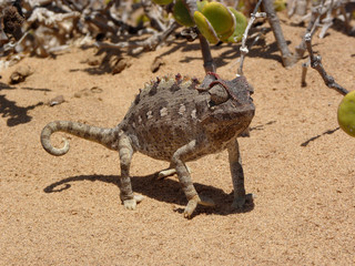 Chameleon