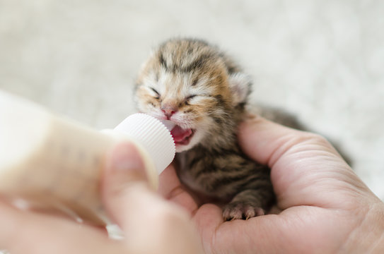 Feeding little cat with milk replacer