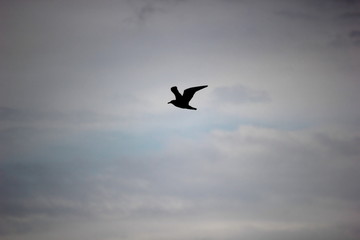 Fototapeta na wymiar Pure black silhouette of a gull in the sky