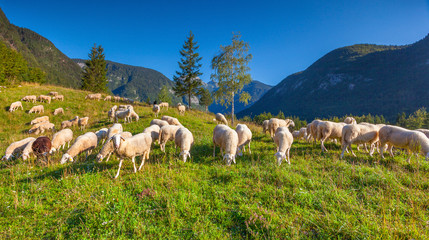 Obraz premium Alpine pastures in the Slovenian Alps. Triglav National Park.