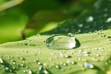 Drop water on banana  leaf