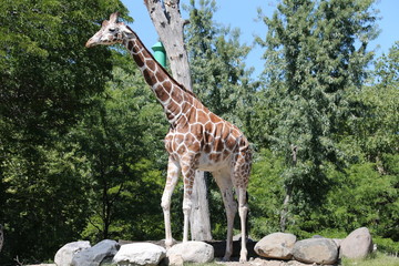 Naklejka premium Giraffe is summer