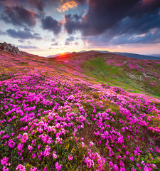 Plakat Magic pink rhododendron flowers in the mountains. Summer sunrise