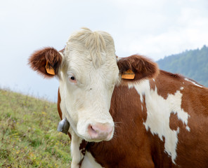 cow in the mountain pastures