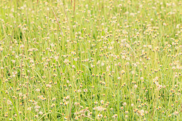 Flower Grass field