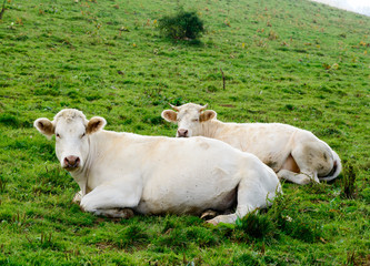 cows in the mountain pastures