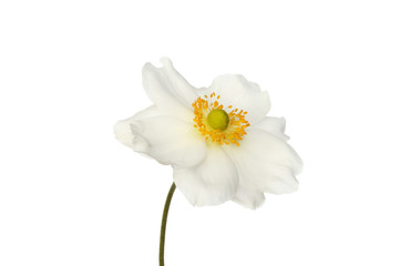 Fototapeta premium White anemone