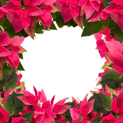 frame of pink poinsettia flower or christmas star