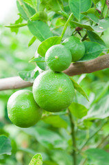 lime hanging on tree