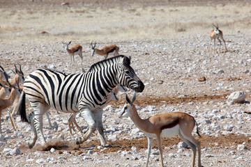 Obraz na płótnie Canvas Zebra con springbock in Namibia