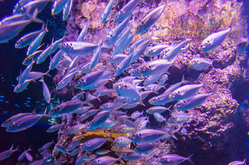 Tuna school of fish with coral reef