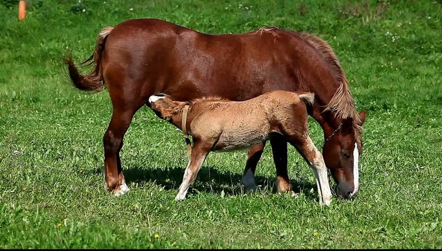 foal sucks milk mare