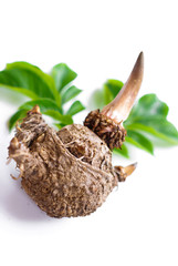 Elephant yam, Stanley s water-tub, Konjac