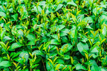 Green leaves of tea background