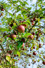 apple trees