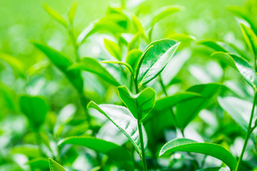 Tea Leaf with Plantation in the Background