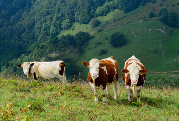 Fototapeta na wymiar cows in the mountain pastures