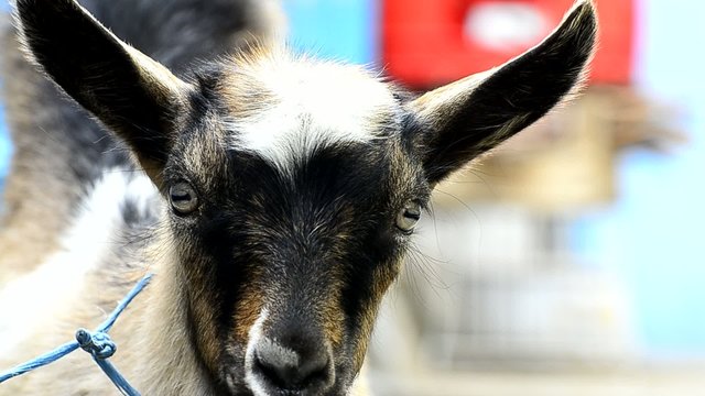 HD: Young mountain goat extreme close up