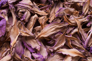 dry lotus,lotus flower background