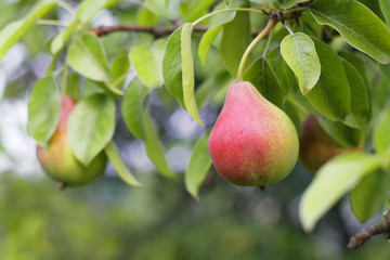 Pear fruits in garden.
