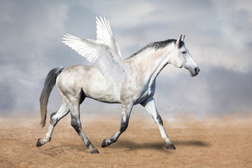 Obraz na płótnie Canvas Gray horse pegasus trotting at the desert