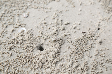 Fototapeta na wymiar crab hold on sand and beach in thailand