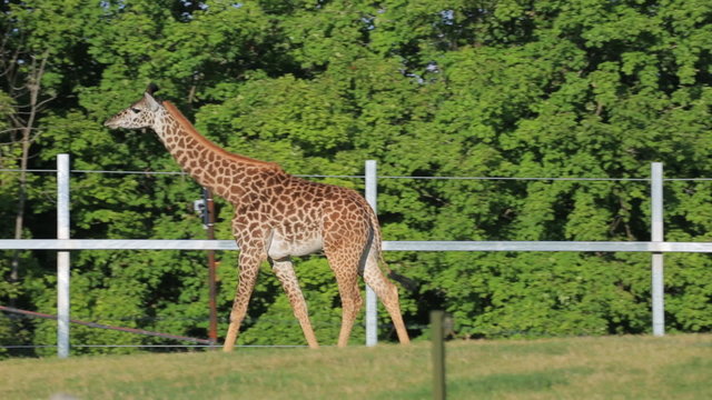 Giraffe  in a safari