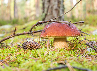 boletus under fir branch