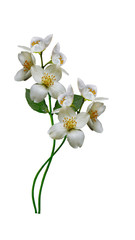 Naklejka na ściany i meble jasmine white flower isolated on white background