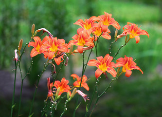 Fototapeta premium Orange lilies