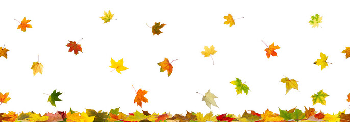 Panoramic seamless pattern of autumn maple leaves falling
